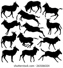 Set of eps8 editable vector silhouettes of adult wildebeest standing, walking, running and jumping