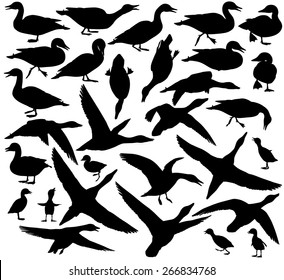 Set of EPS8 editable vector silhouettes of ducks and ducklings standing, walking, swimming, diving and flying