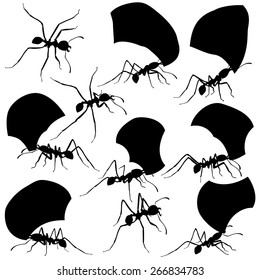 Set of EPS8 editable vector silhouettes of leaf cutter ants with all leaf fragments and ants as separate objects