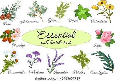 Conjunto de hierbas de aceite esencial. colección de Vector de hierbas y plantas para aceites esenciales sobre un fondo transparente con texto.
