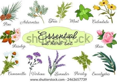 Set of essential oil herbs.Vector collection of herbs and plants for essential oils on a transparent background with text.