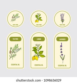Set of essential oil labels. Hand drawn vector illustration