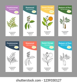 Set of essential oil labels. Hand drawn vector illustration