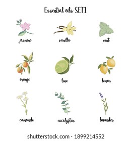 conjunto de íconos esenciales de plantas de aceite, cosméticos, spa, aromaterapia, homeopatía, ayurveda. Jazmín, menta, vainilla, naranja, limón, gamomile, lavanda, eucalipto, moderno, dibujado a mano, ilustración vectorial