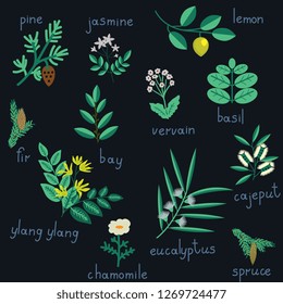 Set of essential oil plants