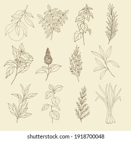 Set of essential oil plants. Hand drawn botanical illustration for organic cosmetics, aromatherapy, perfumery, medicine