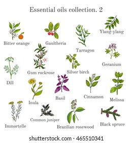 Set of essential oil plants: orange, gaultheria, tarragon, ylang-ylang, dill, gum rockrose, birch, geranium, inula, basil, cinnamon, melissa, immortelle, juniper, brazilian rosewood, black spruce. 