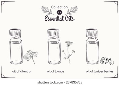 A set of essential oils in black and white style: cilantro, lovage, juniper berries. Vector illustration