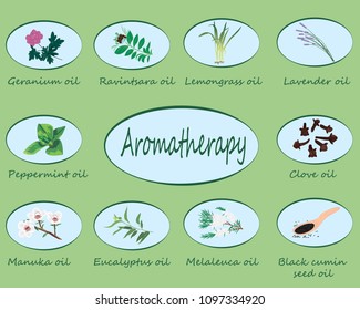 Set of essential oils vector illustration Aromatherapy