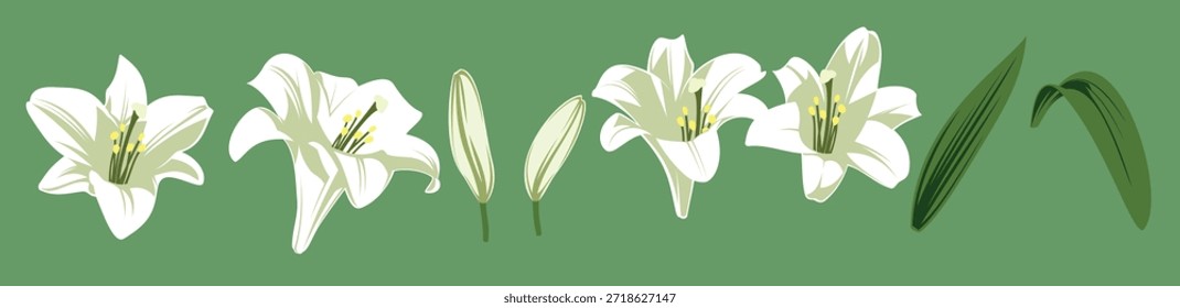 conjunto de Ilustración vectorial de Lirio de Éster