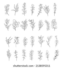 Set of Eucaliptus branches line art hand drawn. Vector outline illustration with leaves isolated on white background. Botanical plant