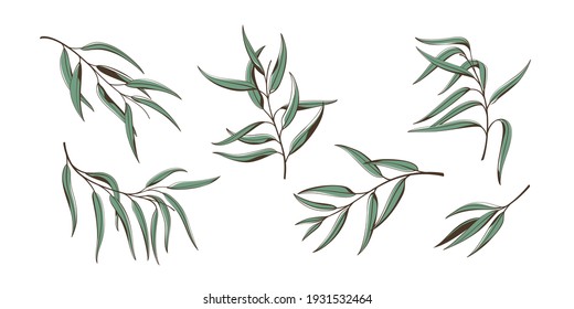 Conjunto de rama de eucalipto. Ilustración vectorial de contorno plano.