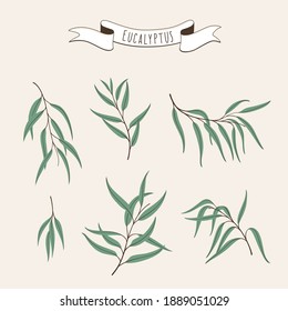 Set of eucalyptus branch. Flat vector illustration.