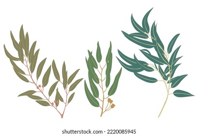 set of eucalyptus branches. Design elements for patterns, wreath, laurels and compositions, greeting cards, wedding invitations. floral concept