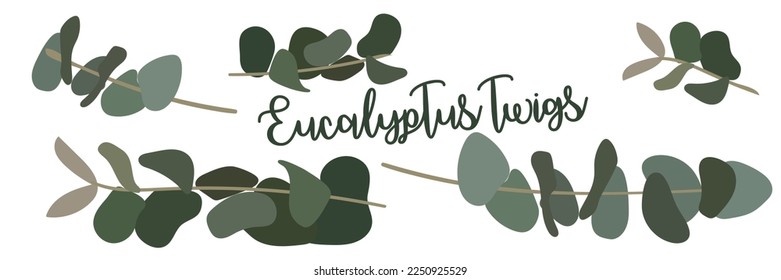 A set of eucalyptus branches in different positions. Isolated illustration for printing on postcards and banners. For use in print decors