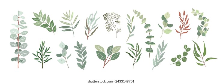 Set of Eucalyptus branches, leaves vector drawings