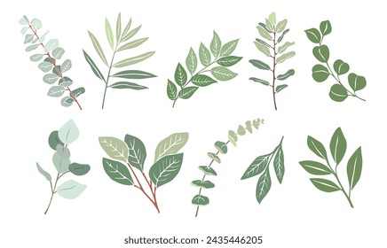 Set of Eucalyptus branches, leaves vector isolated