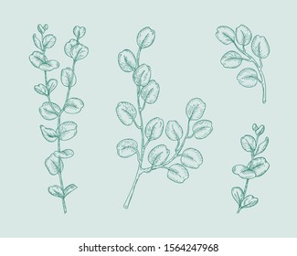 Set of eucalyptus branches on green background. Hand drawn botanical illustration with green contour lines in vector. Monochrome floral elements fot textile and wallpaper.