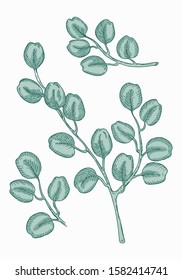 Set of eucalyptus branches on green background. Hand drawn botanical illustration with contour lines in vector. Colorful floral elements fot textile and wallpaper.