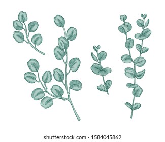 Set of eucalyptus branches on green background. Hand drawn botanical illustration with contour lines in vector. Colorful floral elements fot textile and wallpaper.