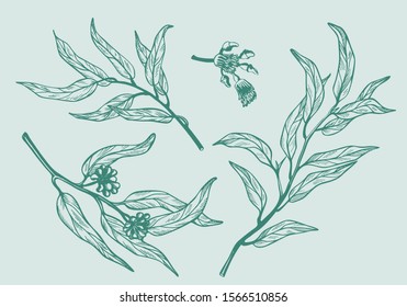 Set of eucalyptus branches on white background. Hand drawn botanical illustration with green contour lines in vector. Monochrome floral elements for textile and wallpaper.
