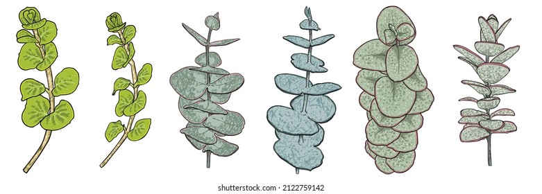 Set of Eucalyptus branches and succulent twigs isolated on white background. Hand drawing art watercolor imitation.  Twig and foliage made of real plans leaves. Decorative greenery flora plant. Vector