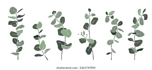 Set of eucalyptus branches. Vector graphics.