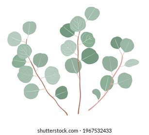 Set of eucalyptus branches. Vector image isolated on a white background. For decorating holidays, landscaping the interior, making compositions of plants.