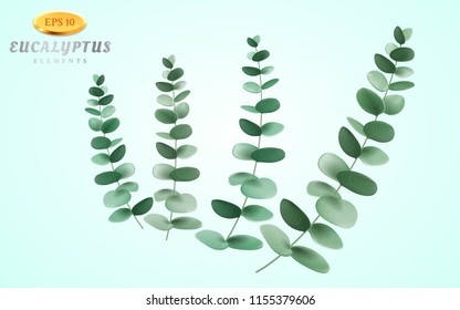 Set of eucalyptus inflorescence on light background. Branches of eucalypti flora. Bouquet made of stem or twig with leaves. Greenery composition of herbal plant. Realistic 3d elements theme