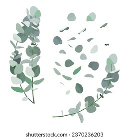 Set of Eucalyptus isolated on white background. vector illustration.