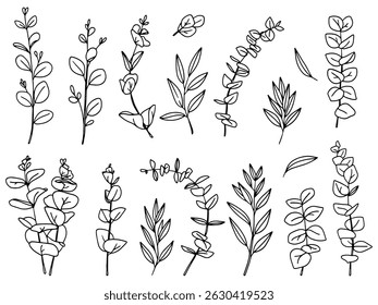 Set of eucalyptus leaves and branches. Collection of eucalyptus branches. Different shapes of leaves. Vector illustration	
