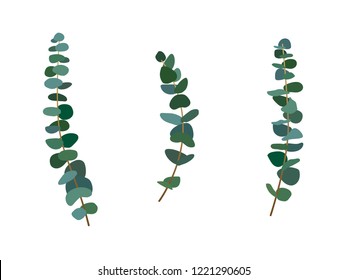 Set of eucalyptus leaves and branches in flat vector style. Set of silver dollar eucalyptus tree foliage, natural seeded, gunni.