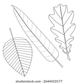 Conjunto de folhas de eucalipto, carvalho e olmo. Preto e branco. Ilustração vetorial de plantas para livro de coloração de crianças, livro de atividades, impressão.