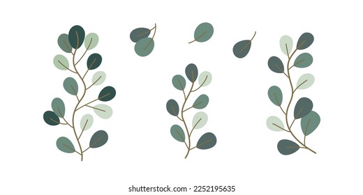 Set of Eucalyptus plant illustration for nature design element