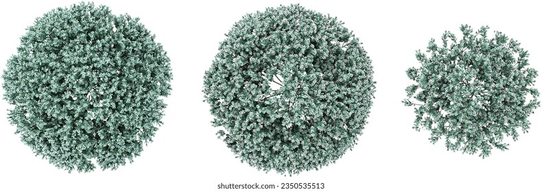 set of Eucalyptus rendered from the top view, 3D illustration, for digital composition, illustration, 2D plans, architecture visualization