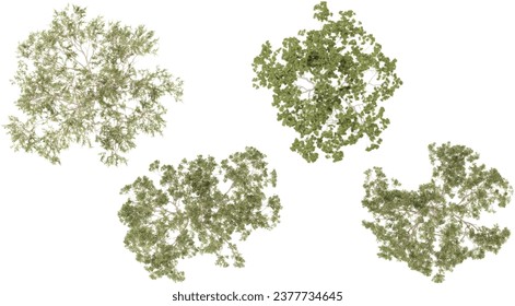 set of Eucalyptus trees top view for architecture layout