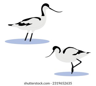 Conjunto de pájaro avocet pied con gorro negro euroasiático. La evisetta recurvirostra aislada en el fondo blanco. Wader en la familia de aguacates y pilotes, Recurvirostridae. Ilustración vectorial.