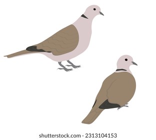 Set of Eurasian collared dove bird. Streptopelia decaocto isolated on white background. Medium-sized pigeon. Vector illustration.