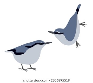 Set of Eurasian wood nuthatch bird. Sitta europaea isolated on white background. Vector illustration.