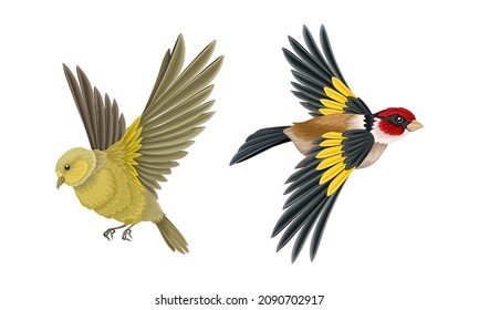 Set of European birds. Woodpecker and oriole vector illustration