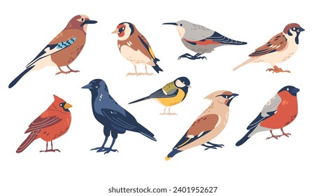 Set Of European Winter And Autumn Bird Species, Wild Or Garden Birdies. Goldfinch, Small Tit, Northern Cardinal, Sparrow