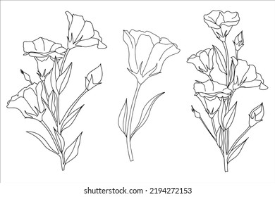 set of eustoma, lisianthus, tulip flowers in doodle style, illustration for coloring book, coloring pages.ai