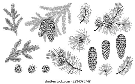 Set of evergreen branches, pine tree, fir, spruce coniferous plants. Illustration of christmas floral decorations isolated on white background. Retro drawing style