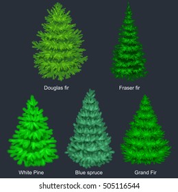 Set of evergreen christmas tree like fir or pine, Blue spruce, green forest xmas sale plants isolated vector illustration