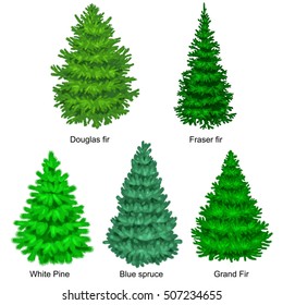 Set of evergreen christmas tree like fir or pine, Blue spruce, green forest xmas sale plants isolated vector illustration