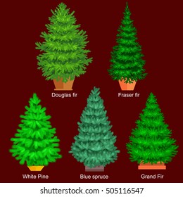 Set of evergreen christmas tree in pot like fir or pine, Blue spruce, green forest xmas sale plants isolated vector illustration