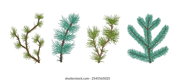 Conjunto de ramas de coníferas perennes de pino, abeto. Elementos botánicos decorativos. Gráficos de Vector.