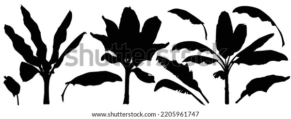 Set Exotic Bananas Leaves Plants Silhouettes Stock Vector (Royalty Free ...