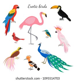 Set of exotic birds on white background. Vector illustration.