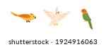 Set of exotic birds - yellow parrot with crest, flying cockatiel and bright colorful lovebird. Colored flat vector illustration of cute and pretty birdies isolated on white background